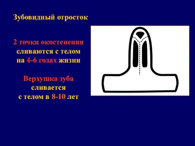 Зубовидный отросток 2 точки окостенения сливаются с телом на 4-6 годах