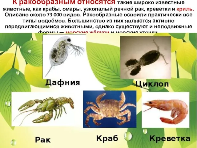 К ракообразным относятся такие широко известные животные, как крабы, омары, узкопалый