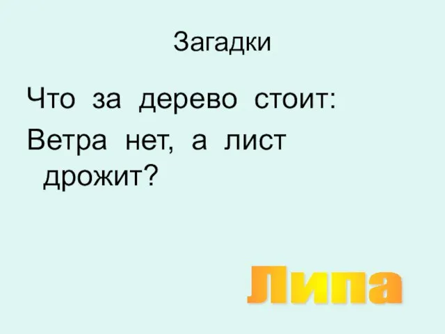 Загадки Что за дерево стоит: Ветра нет, а лист дрожит? Липа