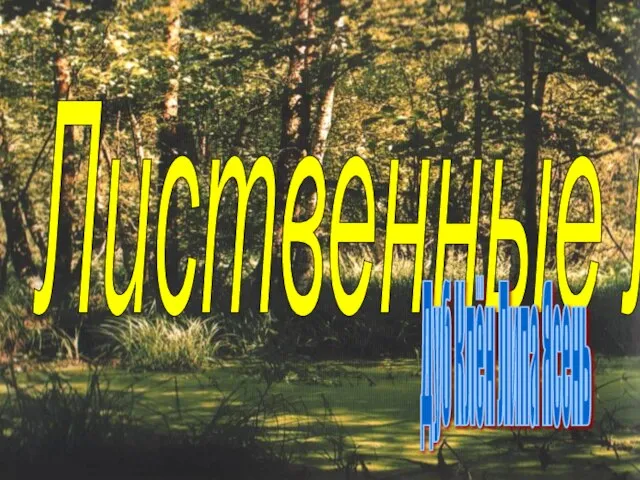 Лиственные леса Дуб Клён Липа Ясень