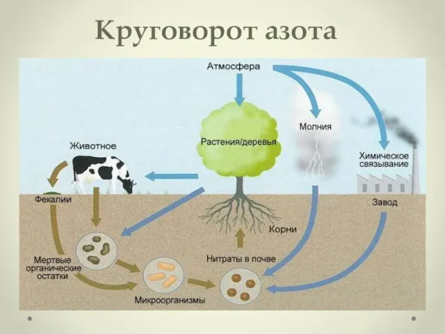 Круговорот азота