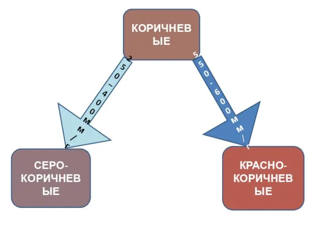 КОРИЧНЕВЫЕ КРАСНО-КОРИЧНЕВЫЕ СЕРО-КОРИЧНЕВЫЕ 250 – 400 мм/г 550-600 мм/г