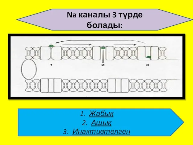 Na каналы 3 түрде болады: Жабық Ашық Инактивтелген