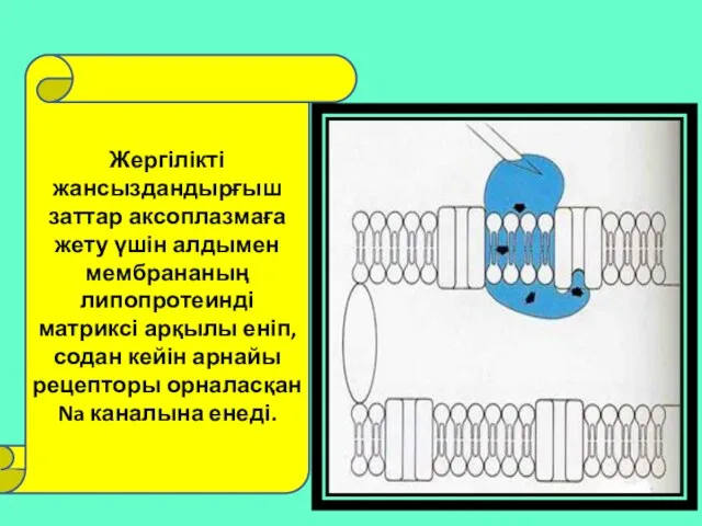 Жергілікті жансыздандырғыш заттар аксоплазмаға жету үшін алдымен мембрананың липопротеинді матриксі арқылы