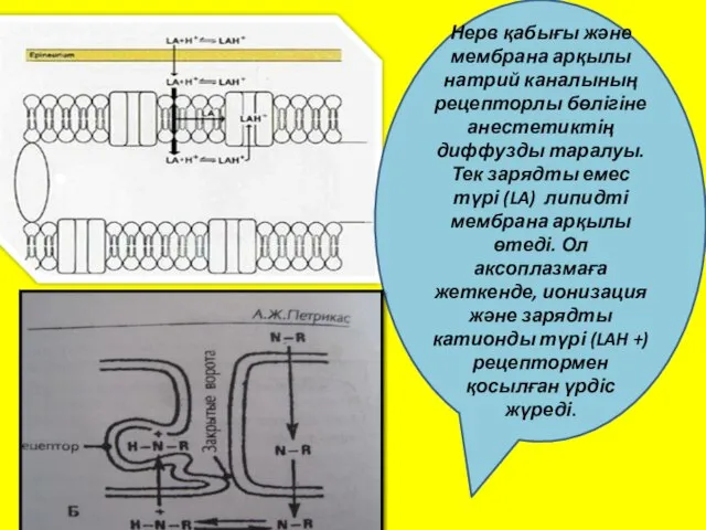 Нерв қабығы және мембрана арқылы натрий каналының рецепторлы бөлігіне анестетиктің диффузды