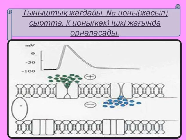 Тыныштық жағдайы. Na ионы(жасыл) сыртта, K ионы(көк) ішкі жағында орналасады.