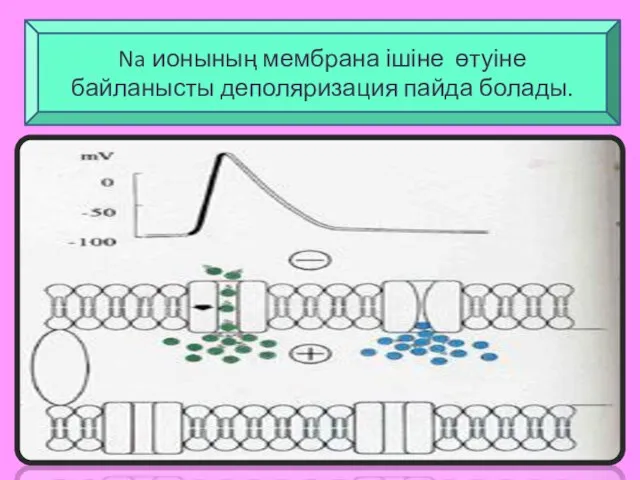 Na ионының мембрана ішіне өтуіне байланысты деполяризация пайда болады.