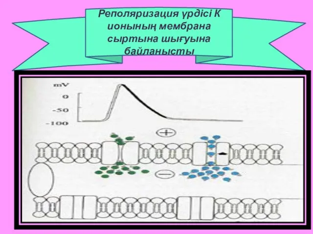 Реполяризация үрдісі К ионының мембрана сыртына шығуына байланысты
