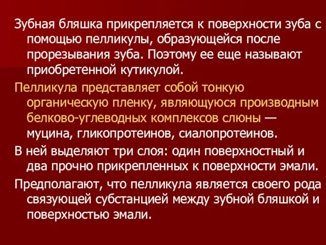 Зубная бляшка прикрепляется к поверхности зуба с помощью пелликулы, образующейся после