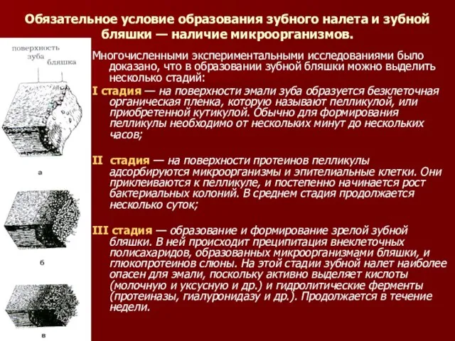 Обязательное условие образования зубного налета и зубной бляшки — наличие микроорганизмов.