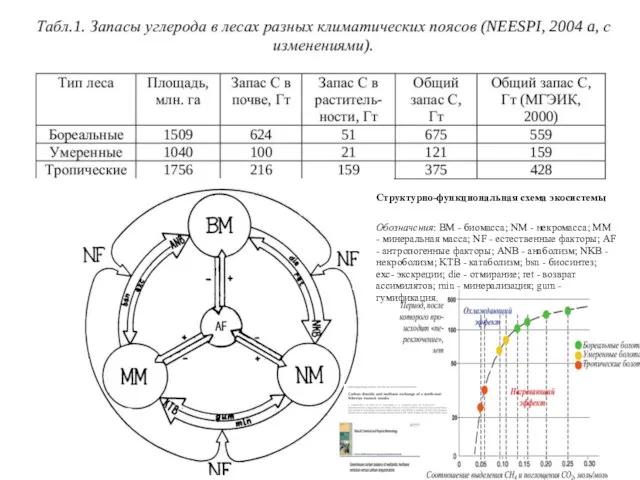 Структурно-функциональная схема экосистемы Обозначения: BM - биомасса; NM - некромасса; MM