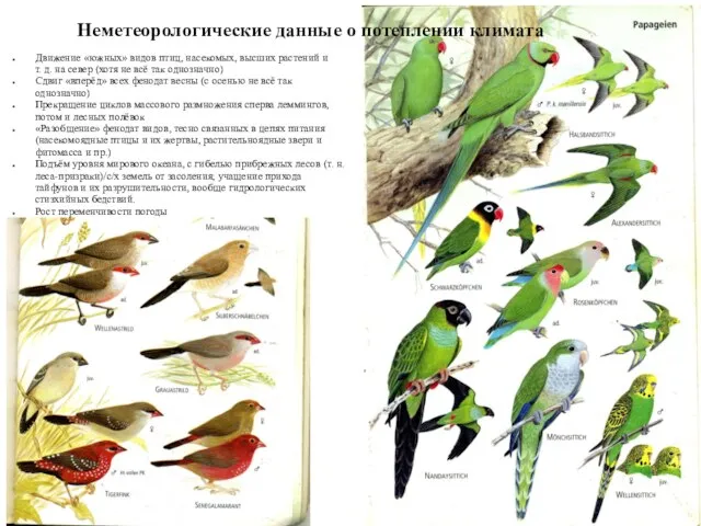 Неметеорологические данные о потеплении климата Движение «южных» видов птиц, насекомых, высших