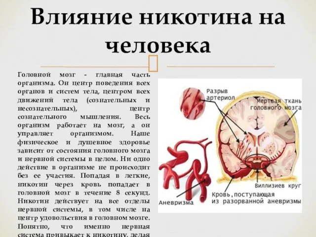 Головной мозг - главная часть организма. Он центр поведения всех органов