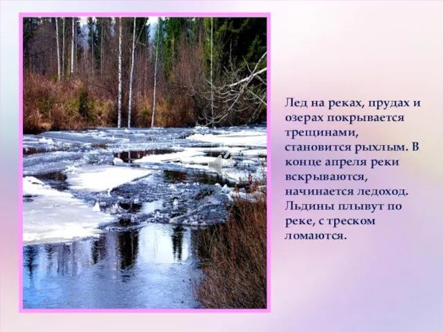 Лед на реках, прудах и озерах покрывается трещинами, становится рыхлым. В