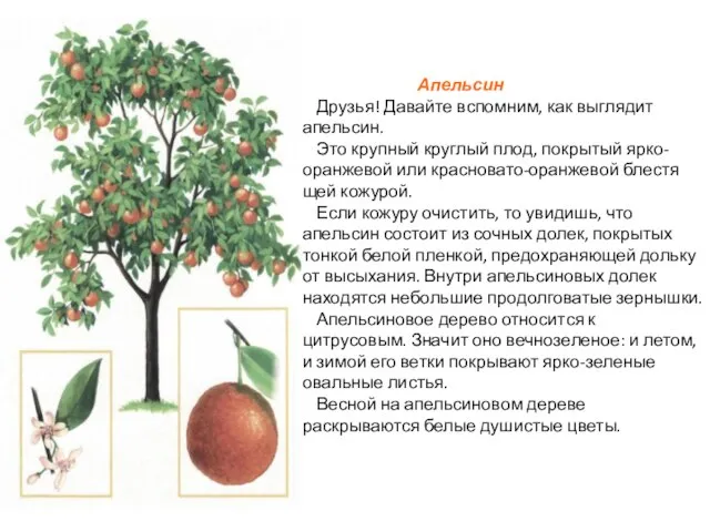 Апельсин Друзья! Давайте вспомним, как выглядит апельсин. Это крупный круглый плод,