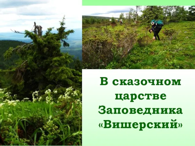 В сказочном царстве Заповедника «Вишерский»