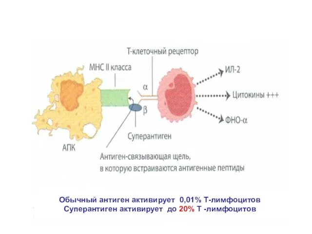 Обычный антиген активирует 0,01% Т-лимфоцитов Суперантиген активирует до 20% Т -лимфоцитов ПОСЛЕДСТВИЯ СТИМУЛЯЦИИ Т-ЛИМФОЦИТОВ СУПЕРАНТИГЕНОМ