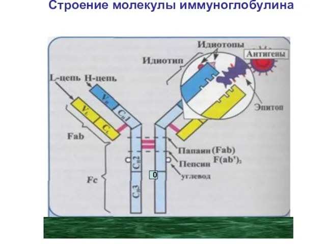 Строение молекулы иммуноглобулина G 0