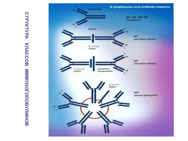 СТРУКТУРА КЛАССОВ ИММУНОГОЛОБУЛИНОВ