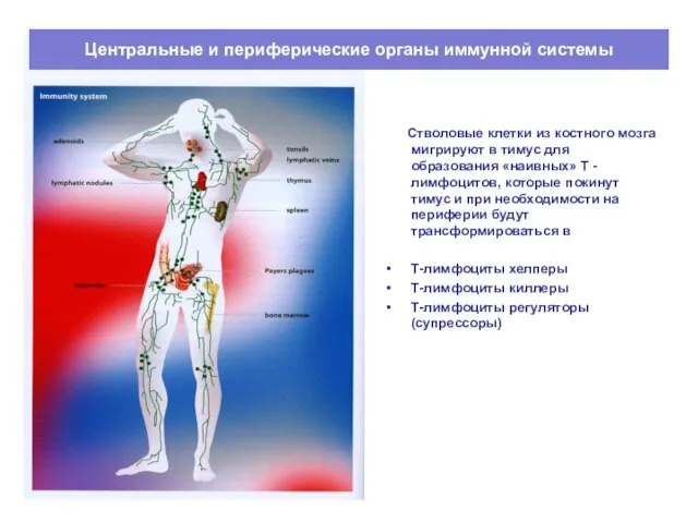 Центральные и периферические органы иммунной системы Стволовые клетки из костного мозга