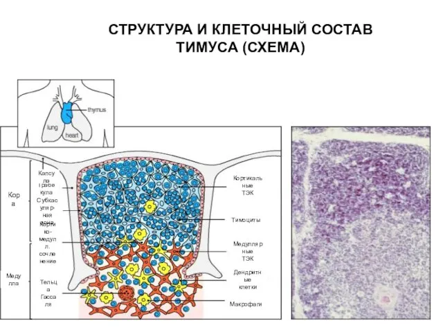 СТРУКТУРА И КЛЕТОЧНЫЙ СОСТАВ ТИМУСА (СХЕМА) Кора Медулла Тельца Гассаля Кортико-