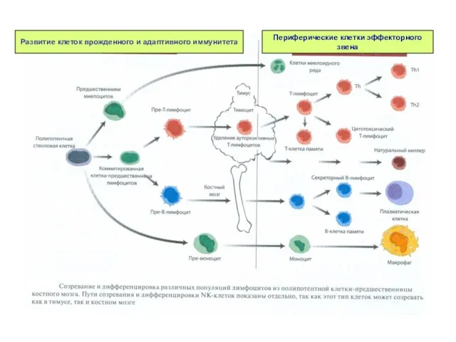 Развитие клеток врожденного и адаптивного иммунитета Периферические клетки эффекторного звена