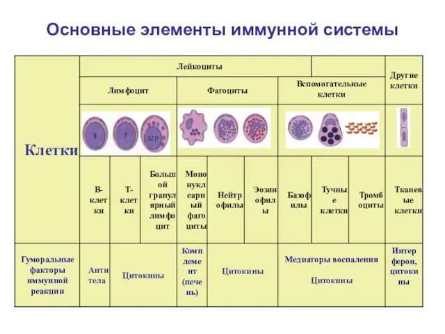 Основные элементы иммунной системы