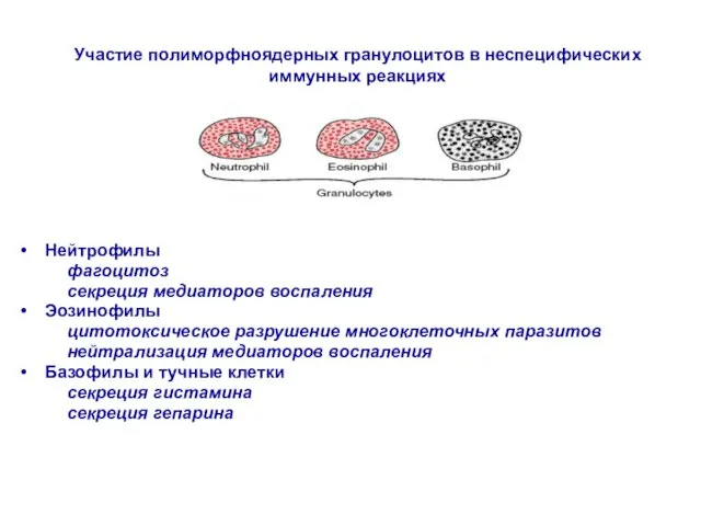 Нейтрофилы фагоцитоз секреция медиаторов воспаления Эозинофилы цитотоксическое разрушение многоклеточных паразитов нейтрализация