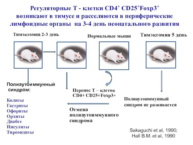 Регуляторные Т - клетки CD4+ CD25+Foxp3+ возникают в тимусе и расселяются