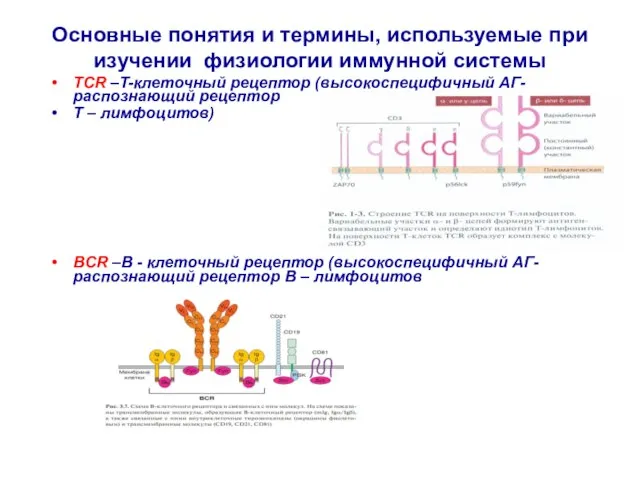 Основные понятия и термины, используемые при изучении физиологии иммунной системы TCR