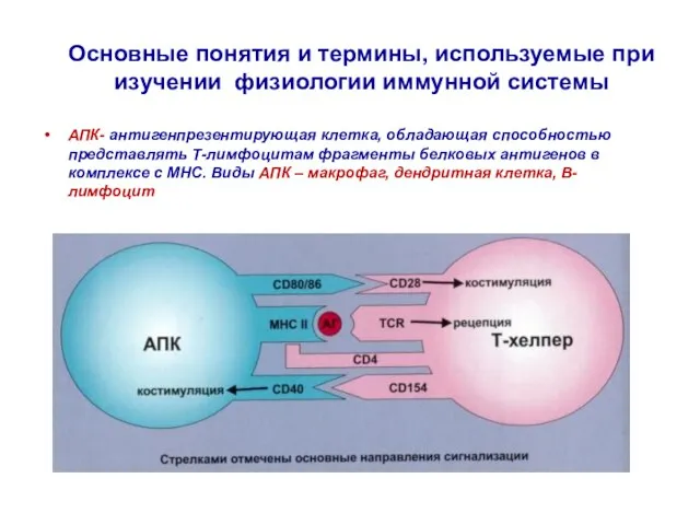 Основные понятия и термины, используемые при изучении физиологии иммунной системы АПК-