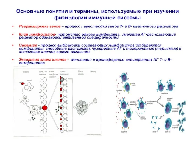 Основные понятия и термины, используемые при изучении физиологии иммунной системы Реаранжировка