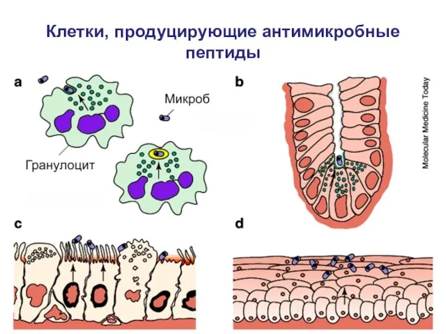 Клетки, продуцирующие антимикробные пептиды