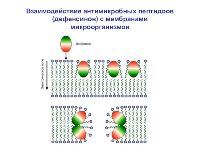 Взаимодействие антимикробных пептидоов (дефенсинов) с мембранами микроорганизмов