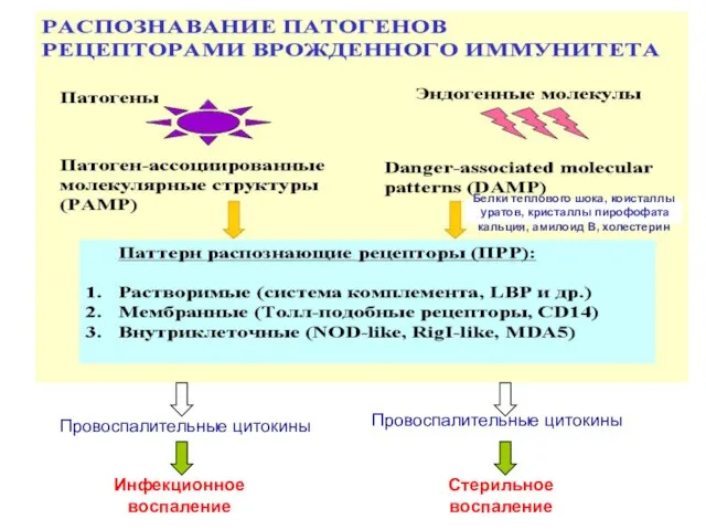 Провоспалительные цитокины Провоспалительные цитокины Инфекционное воспаление Стерильное воспаление Белки теплового шока,