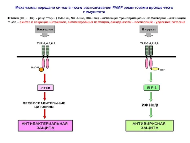 Патоген (ПГ, ЛПС) - рецепторы (Toll-like, NOD-like, RIG-like) – активация транскрипционных