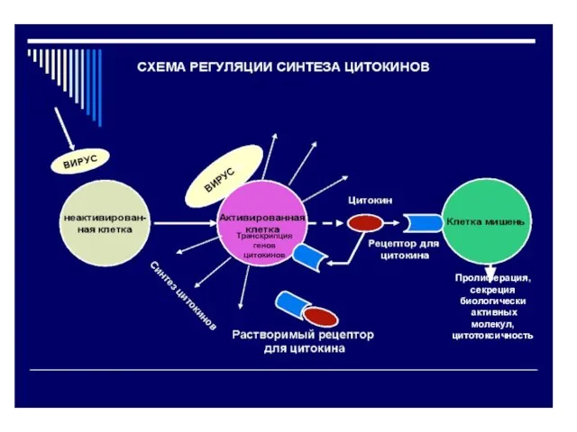 Транскрипция генов цитокинов Пролиферация, секреция биологически активных молекул, цитотоксичность