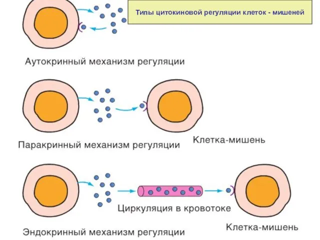 Типы цитокиновой регуляции клеток - мишеней