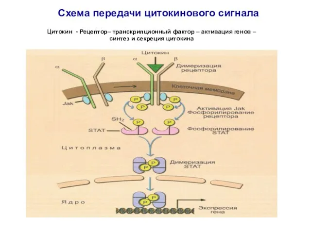 Схема передачи цитокинового сигнала Цитокин - Рецептор– транскрипционный фактор – активация