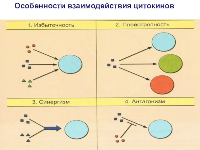 Особенности взаимодействия цитокинов