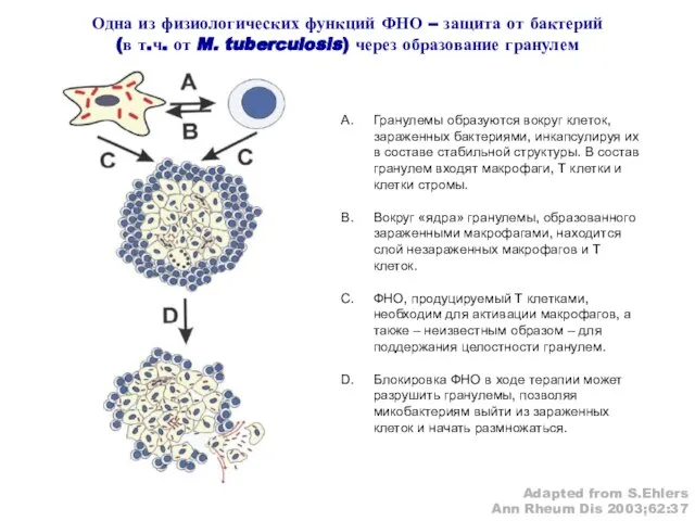 Гранулемы образуются вокруг клеток, зараженных бактериями, инкапсулируя их в составе стабильной