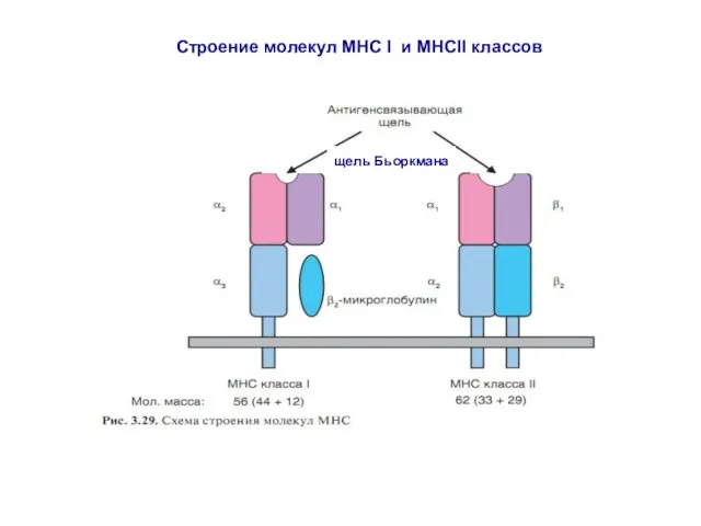 Строение молекул МНС I и МНСII классов щель Бьоркмана