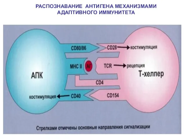 РАСПОЗНАВАНИЕ АНТИГЕНА МЕХАНИЗМАМИ АДАПТИВНОГО ИММУНИТЕТА