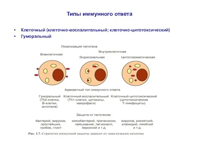 Типы иммунного ответа Клеточный (клеточно-воспалительный; клеточно-цитотоксический) Гуморальный