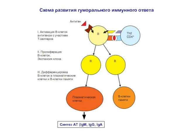 Cхема развития гуморального иммунного ответа Синтез АТ (IgM, IgG, IgA