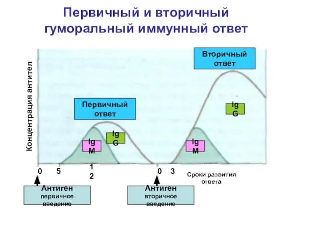 Первичный и вторичный гуморальный иммунный ответ Первичный ответ Вторичный ответ Антиген