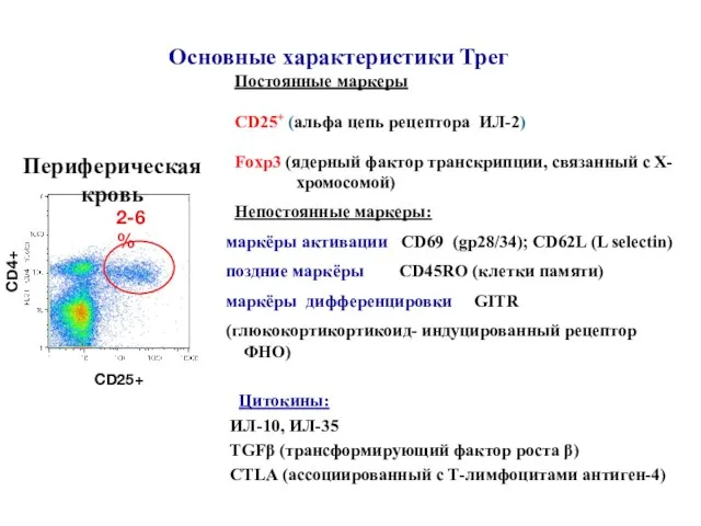 Основные характеристики Трег Постоянные маркеры СD25+ (альфа цепь рецептора ИЛ-2) Foxp3