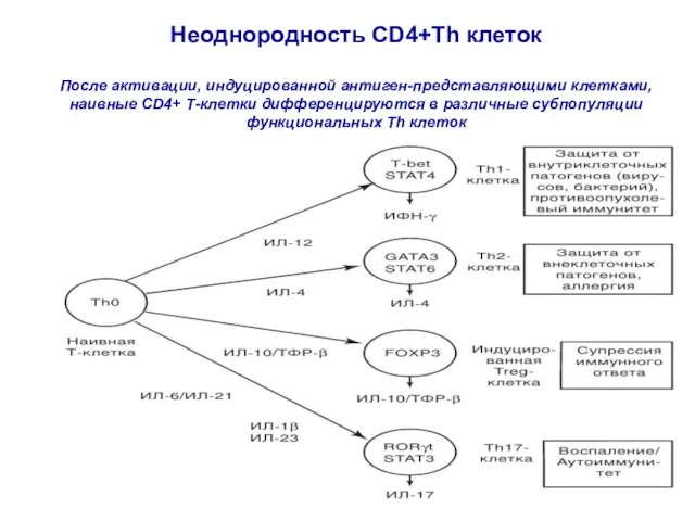 Неоднородность CD4+Th клеток После активации, индуцированной антиген-представляющими клетками, наивные CD4+ Т-клетки