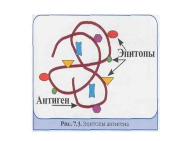 ЭПИТОПЫ АНТИГЕНА