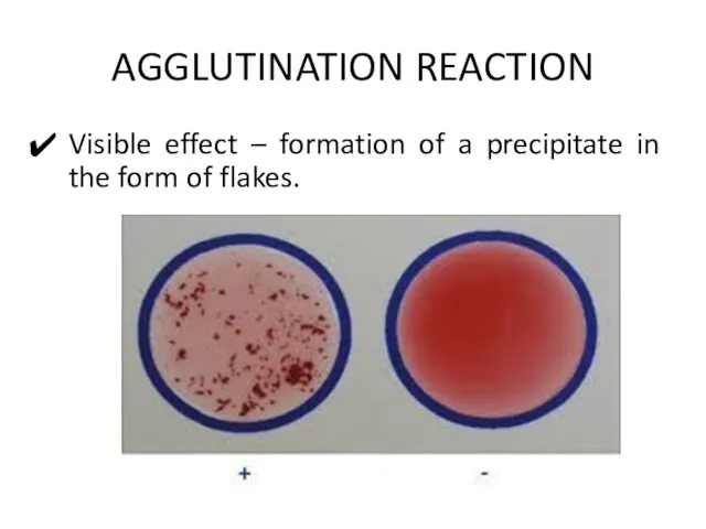 AGGLUTINATION REACTION Visible effect – formation of a precipitate in the form of flakes.